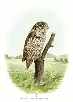 Diseases of Poultry by Leonard Pearson Collection: American hawk owl lithograph 1897