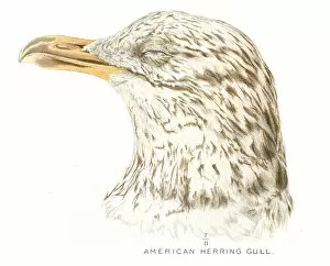 Diseases of Poultry by Leonard Pearson Collection: American herring gull lithograph 1897