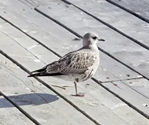 Laridae Prints: American Herring Gull or Smithsonian Gull -Larus smithsonianus