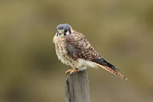 Images Dated 19th February 2017: American Kestrel (Falco sparverius)