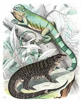 Images Dated 13th June 2015: American Lizards engraving 1853