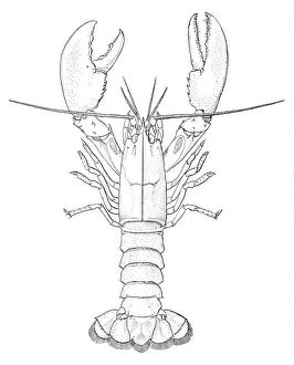 Images Dated 4th May 2017: American lobster engraving 1895