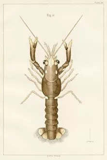 Images Dated 4th May 2017: American lobster lithograph 1895