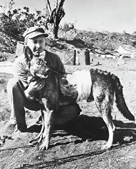 American Marine Pampering Heroic War Dog