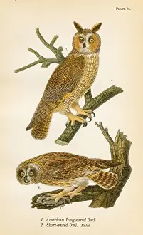 American owl bird lithograph 1890