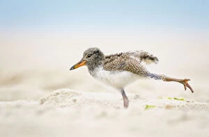 Images Dated 11th June 2018: American Oystercatcher Chick Doing Yoga on the Beach at Nickerson, Long Island