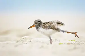 Prints of An adorable young American Oystercatcher chick stretches out his leg as if he is doing a yoga pose in the sand at Nickerson Beach, Long Island, NY Funny Animal Prints: American Oystercatcher Chick Doing Yoga on the Beach at Nickerson, Long Island