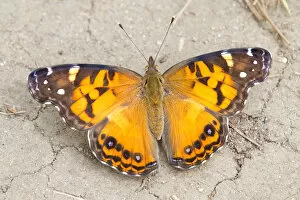Images Dated 1st July 2014: American painted lady butterfly