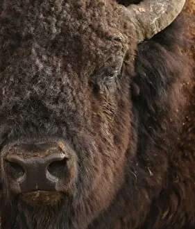 Images Dated 29th August 2015: American plains bison close up