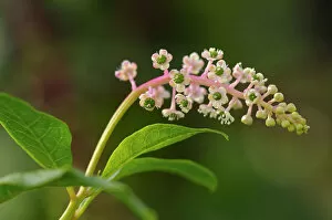 Images Dated 3rd September 2011: American Pokeweed -Phytolacca americana-, inflorescense