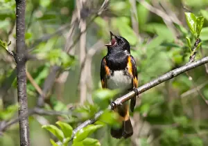 American Redstart singing (Setophaga ruticilla) male