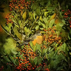 Images Dated 30th October 2009: American Robin and Berries