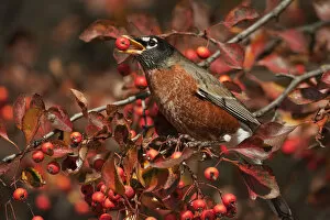 Images Dated 5th November 2013: American robin feeding on crab apples