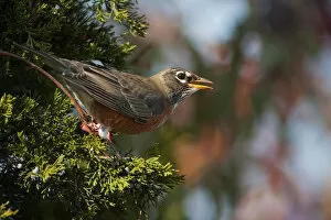 Images Dated 29th October 2013: American robin in juniper
