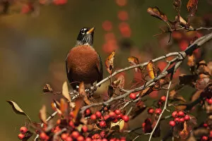 Images Dated 6th November 2013: American robin perched in crab apple