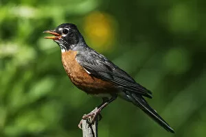 Images Dated 13th July 2017: American robin in summer