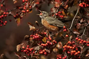 Images Dated 5th November 2013: American robin swallowing crab apple
