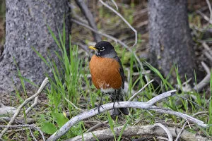 Images Dated 3rd June 2014: American Robin - Yellowston Park