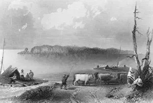 Cattle Prints: American Settlers