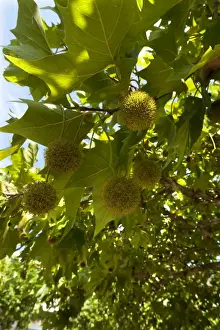 American Sycamore or American Plane Tree -Platanus occidentalis- with fruits, Germany