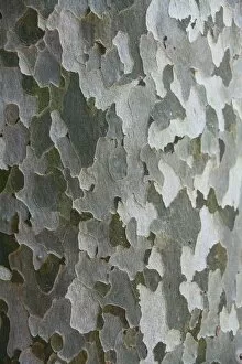 Partial View Gallery: American sycamore tree -Platanus sp.-, detailed view of the bark