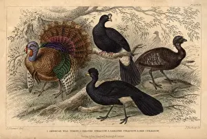 American Turkeys