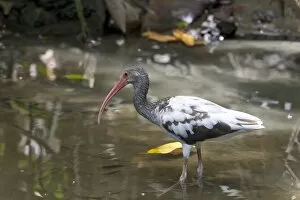 Images Dated 27th March 2012: American White Ibis -Eudocimus albus-, Sirena, Corcovado National Park, Puntarenas Province