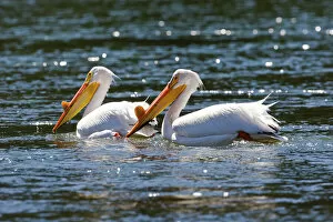 Birds Gallery: American White Pelicans
