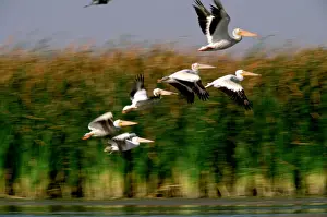 Pelican Prints: American White Pelicans in Flight