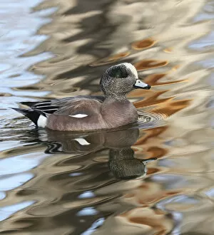 Images Dated 18th January 2016: American Wigeon male (Mareca americana) in waters, Bosque del Apache National Wildlife Refuge