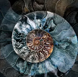 Pattern Collection: Ammonite 1