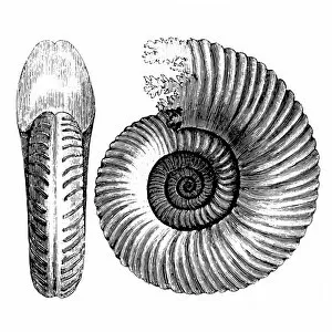 Mollusk Collection: Ammonite