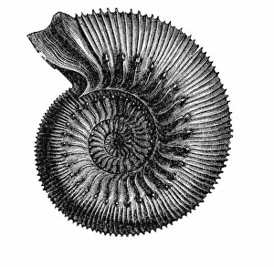 Images Dated 24th August 2018: ammonite