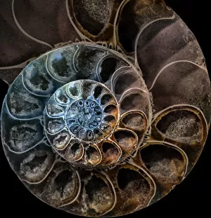 Snail Collection: Ammonite 2