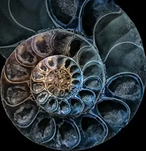 Snail Gallery: Ammonite 3