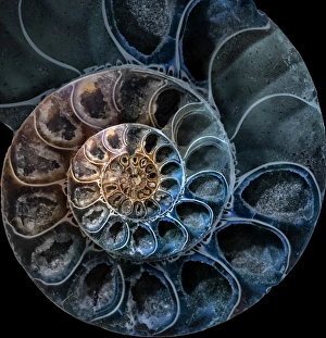 Animal Shell Collection: Ammonite 3