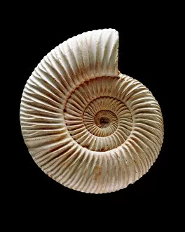 Biology Gallery: Ammonite fossil