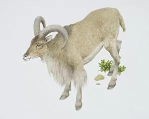 Bovidae Gallery: Ammotragus lervia, Barbary Sheep