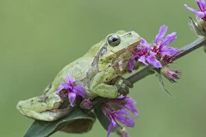 amphibia, blossoming, green, hyla arborea, hylid frog, lythrum salicaria, natural environment