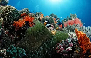 Magical Underwater World Gallery: amphiprion, anemonefish, animal, animals, anthozoa, aquatic, asia, asian, celebes