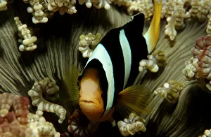 Marine Collection: amphiprion, anemonefish, animal, animals, aquatic, asia, asian, clarkii, clarks, clownfish