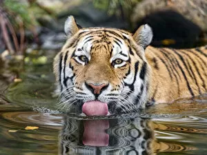 Images Dated 11th November 2018: Amur tiger in the water, showing tongue