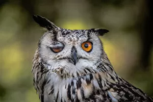 Funny Animal Prints Gallery: Amusing winking owl