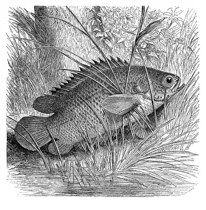 Perch Prints: Anabas testudineus, the climbing perch