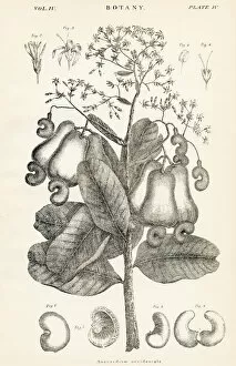 Images Dated 10th April 2017: Anacardium engraving 1877