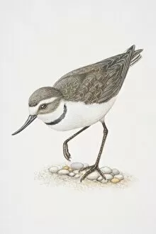 Anarhynchus frontalis, wrybill standing on one leg