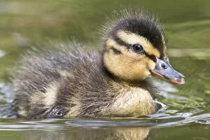 anas platyrhynchos, aves, chick, emsland, fledgling, german, in water, juvenile, little