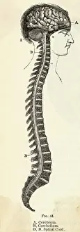 Anatomical Diagram of Brain and Spinal Cord