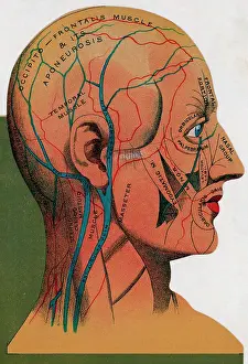 Ears Prints: Anatomical Diagram Of Human Head