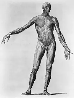 Anatomical Engraving of a Man